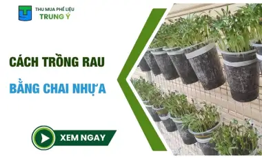 Cách trồng rau bằng chai nhựa