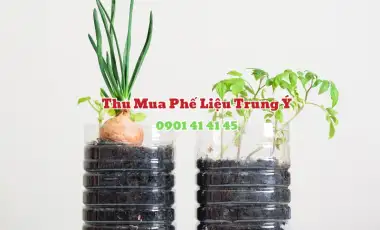 Cách trồng rau bằng chai nhựa Cách trồng rau bằng chai nhựa