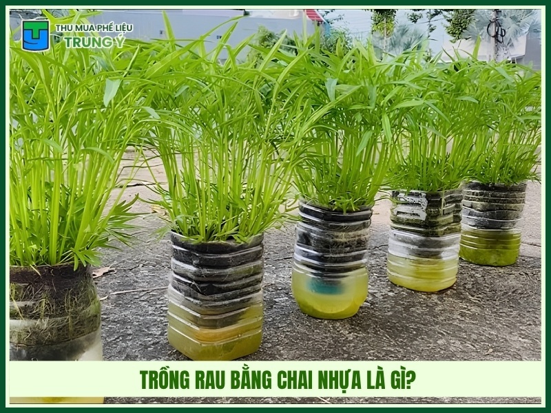 Trồng rau bằng chai nhựa là là gì?