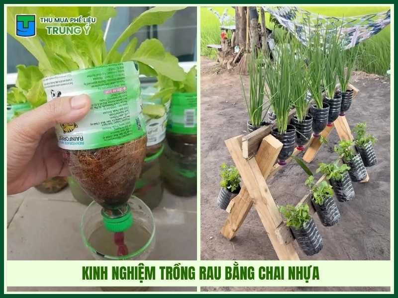 Kinh nghiệm trồng rau bằng chai nhựa