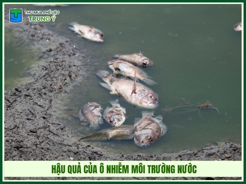 Hậu quả của ô nhiễm môi trường nước