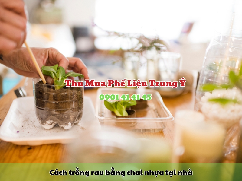 cach trong rau bang chai nhua tai nha